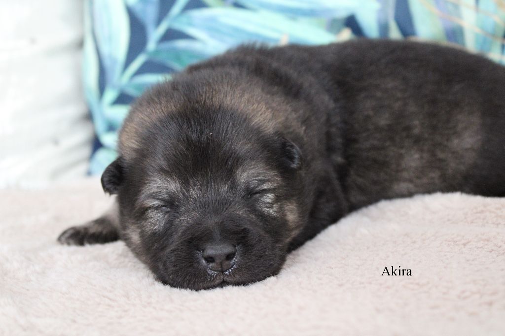 Des Gardiens d'Ysatis - Chiots disponibles - Eurasier