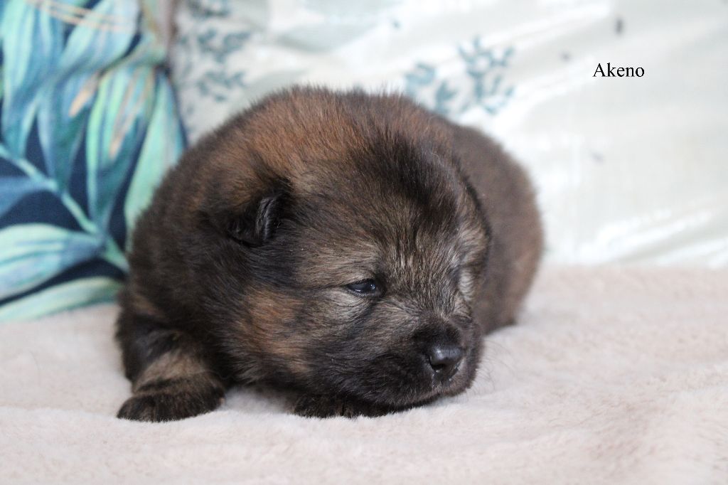 Des Gardiens d'Ysatis - Chiots disponibles - Eurasier