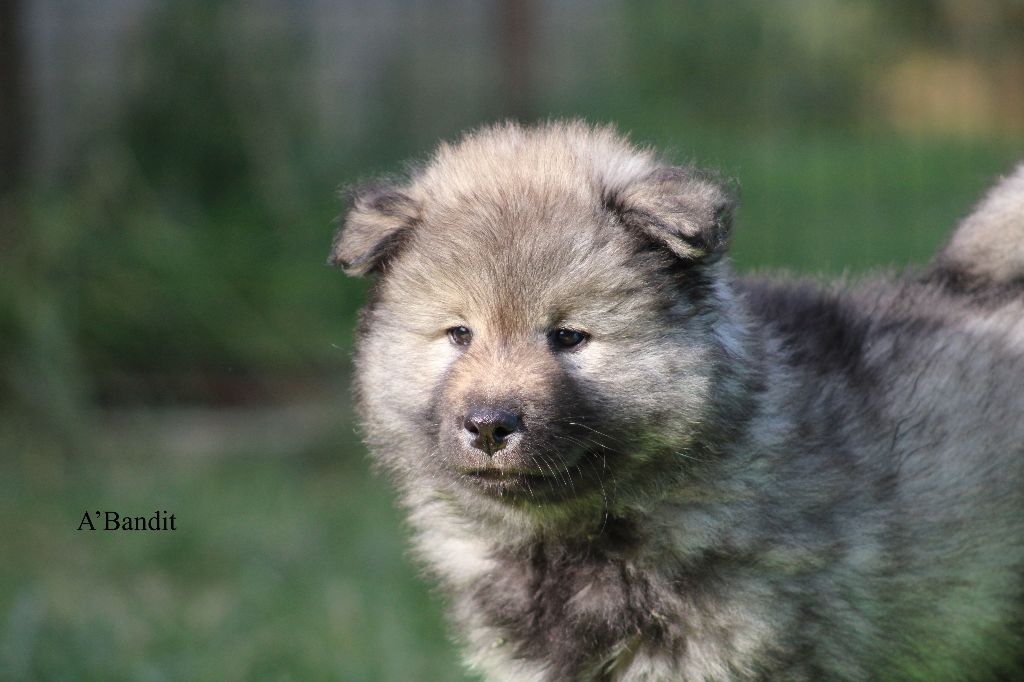 Des Gardiens d'Ysatis - Chiots disponibles - Eurasier