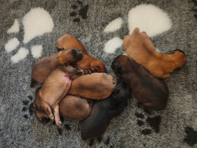 Chiot N°5