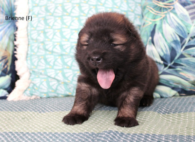 CHIOT 3