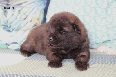 CHIOT 4