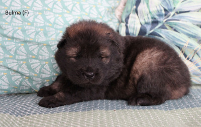 CHIOT 5