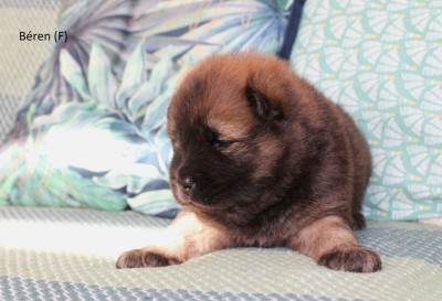 CHIOT 6