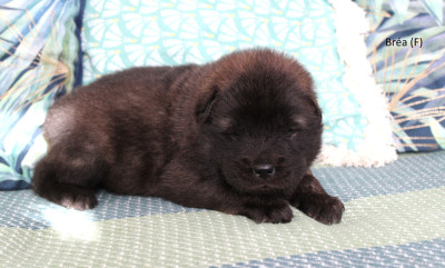 CHIOT 7