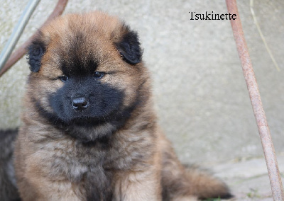 CHIOT 3