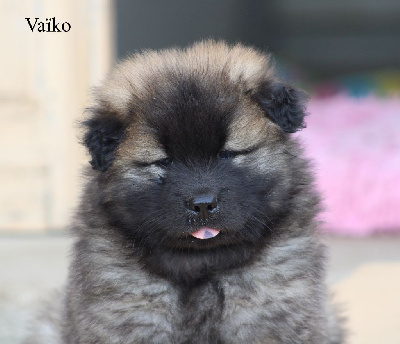 CHIOT 1