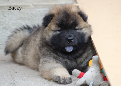 CHIOT 2