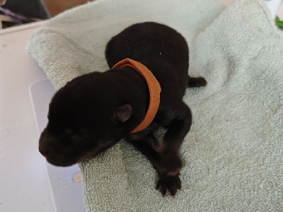 CHIOT 4
