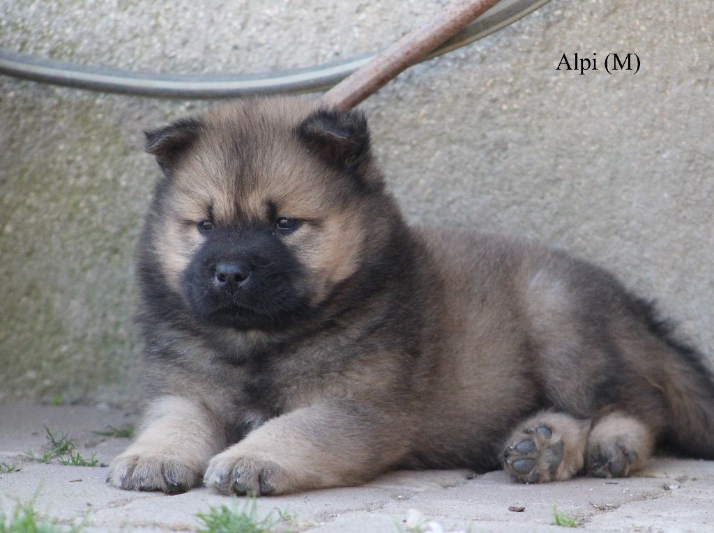 Des Gardiens d'Ysatis - Chiots disponibles - Eurasier