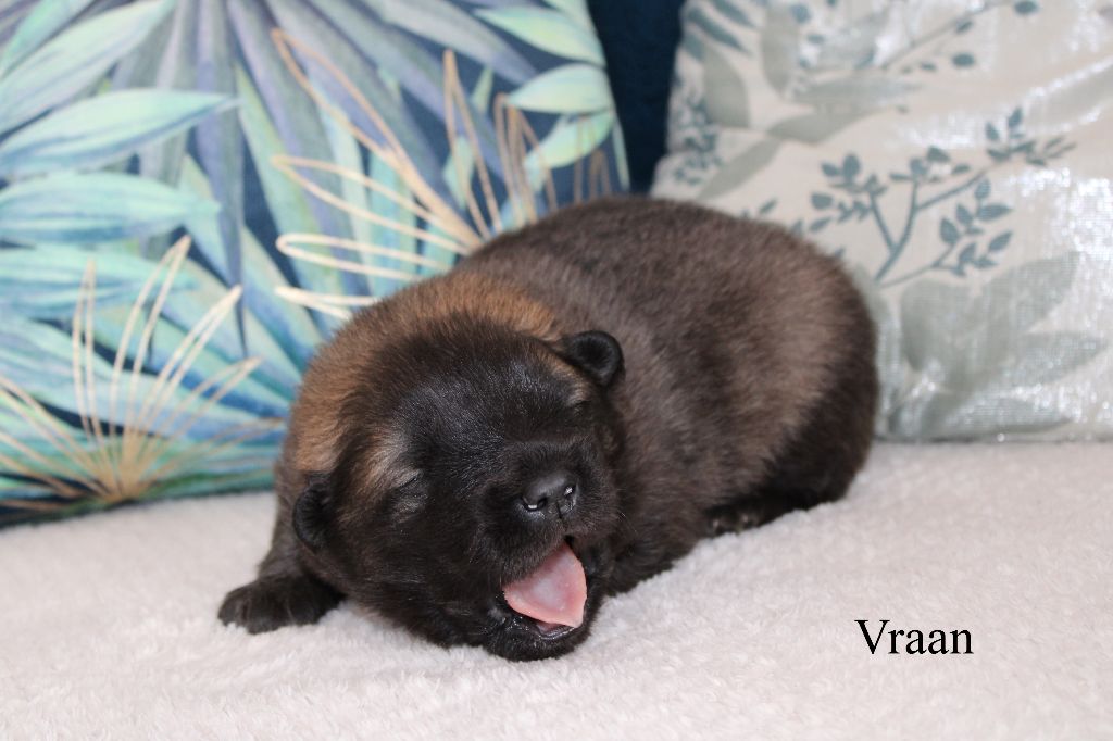 Chiot Eurasier Des Gardiens d'Ysatis