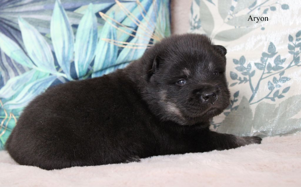 Des Gardiens d'Ysatis - Chiots disponibles - Eurasier