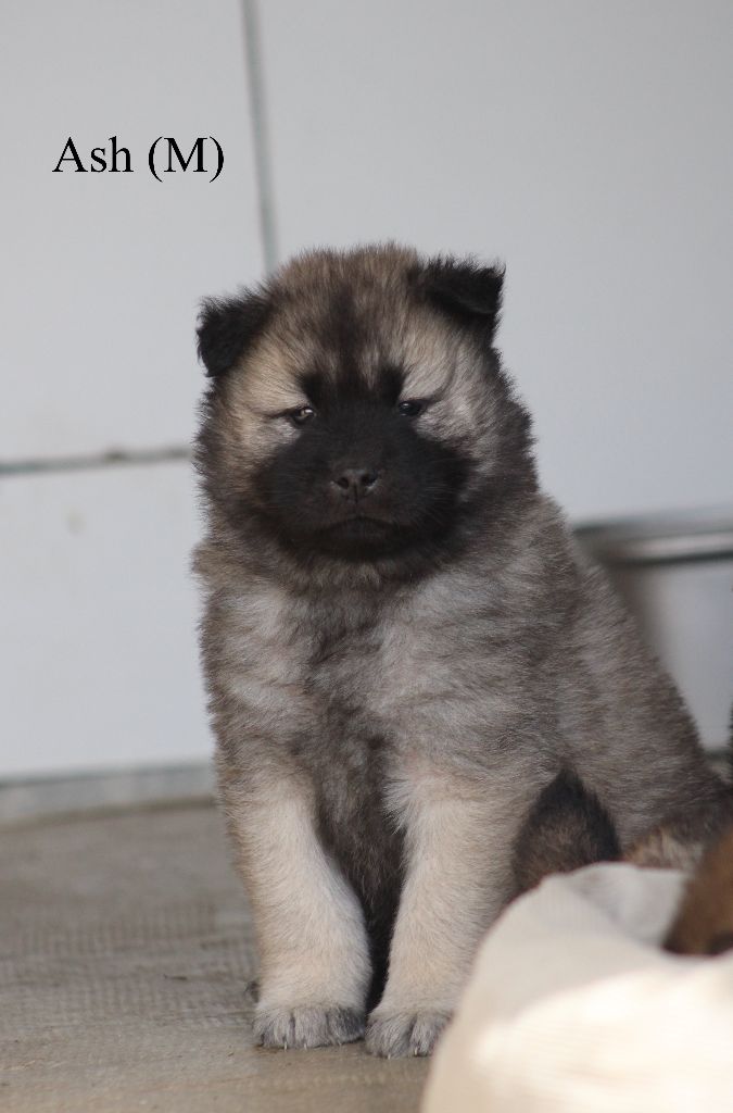 Des Gardiens d'Ysatis - Eurasier - Portée née le 23/03/2025