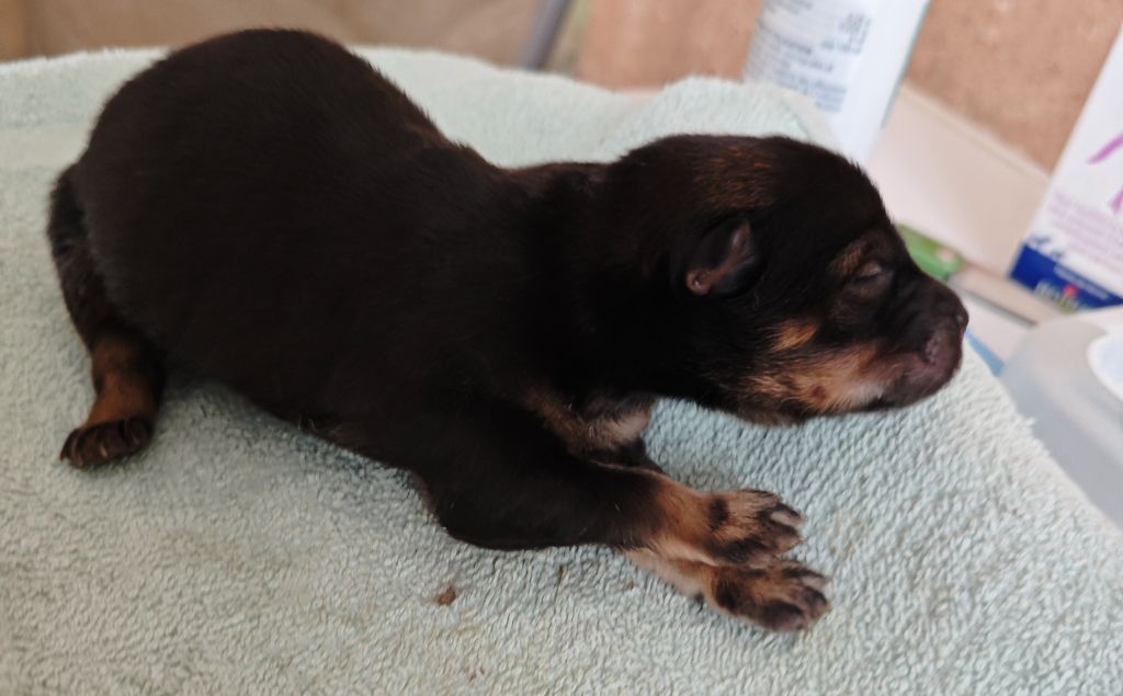 Des Gardiens d'Ysatis - Chiots disponibles - Eurasier