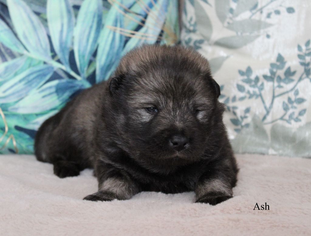 Des Gardiens d'Ysatis - Chiots disponibles - Eurasier