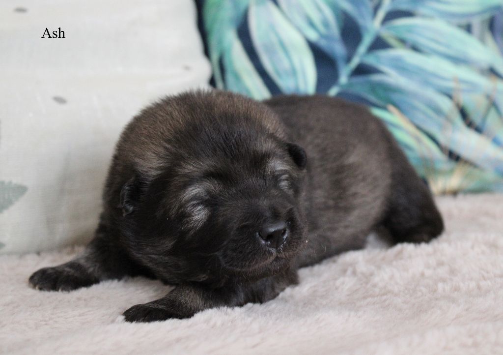 Des Gardiens d'Ysatis - Chiots disponibles - Eurasier