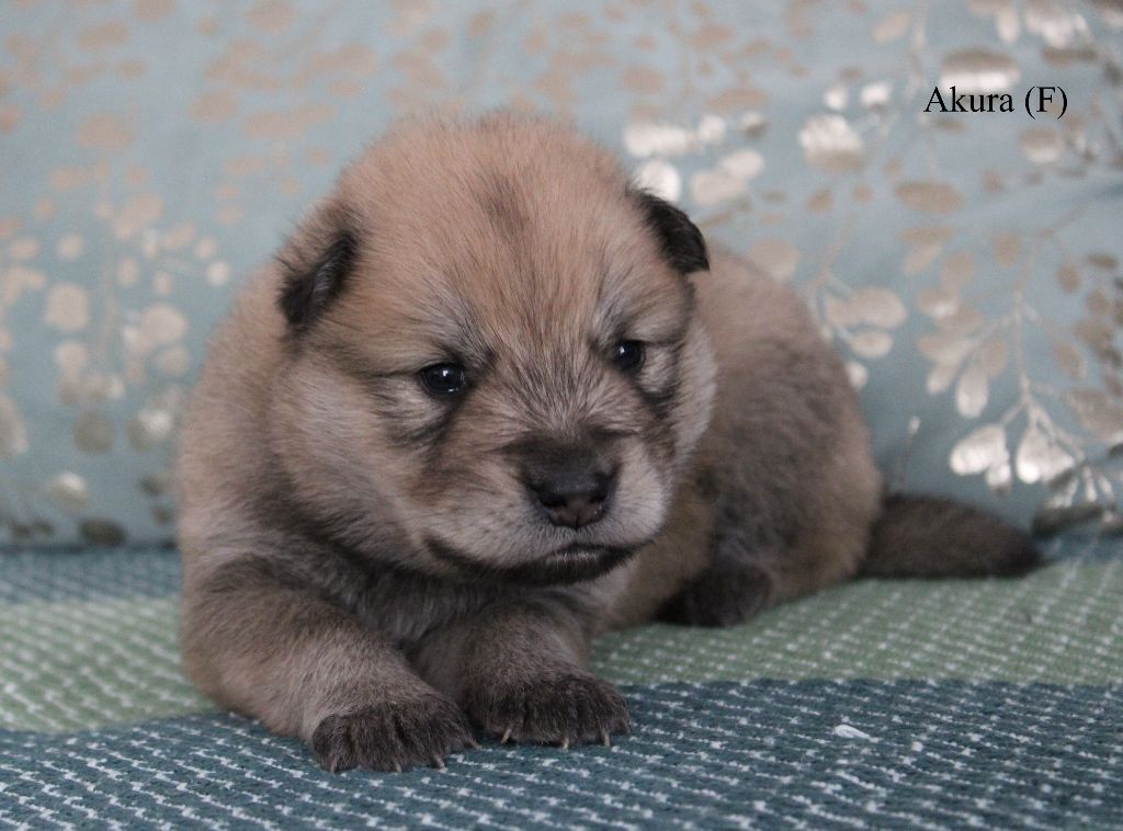 Des Gardiens d'Ysatis - Chiots disponibles - Eurasier