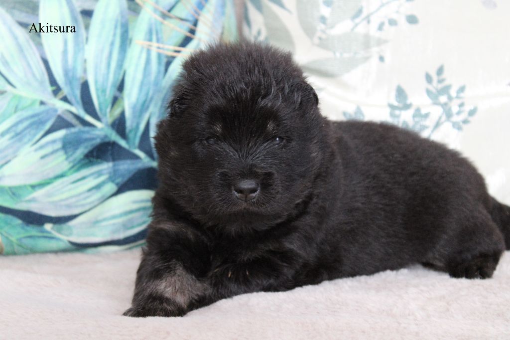 Des Gardiens d'Ysatis - Chiots disponibles - Eurasier